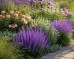 Szałwia omszona 'SALUTE LAVENDER' (Salvia nemorosa) 