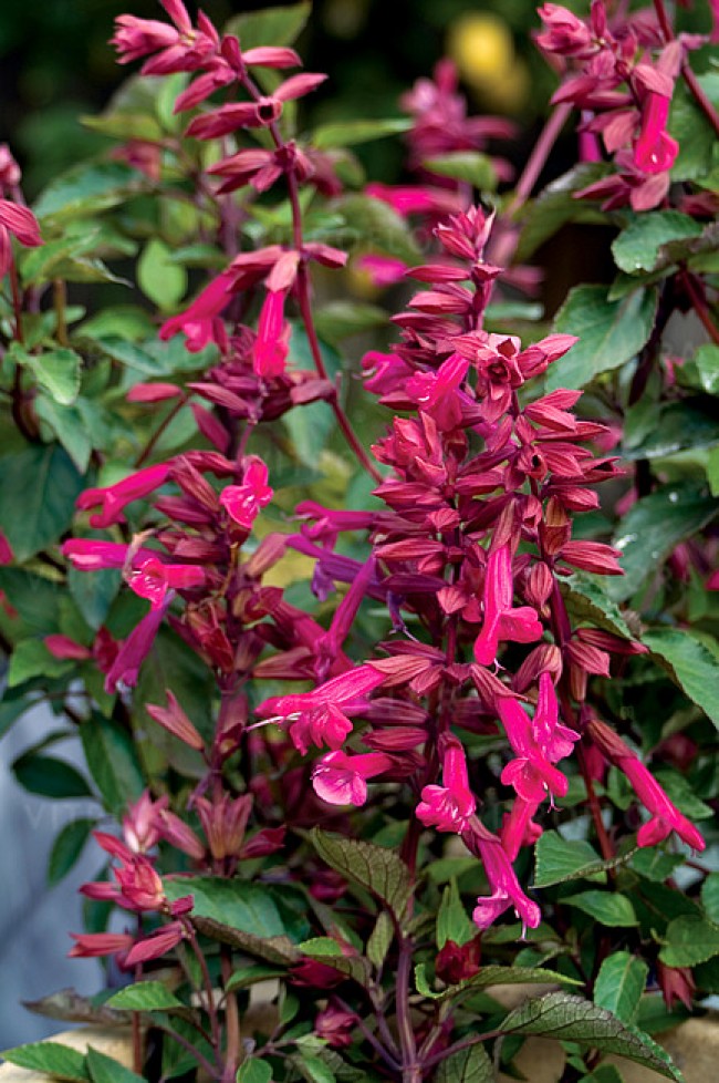 Szałwia 'Wendy's Wish' (Salvia hybrida) 
