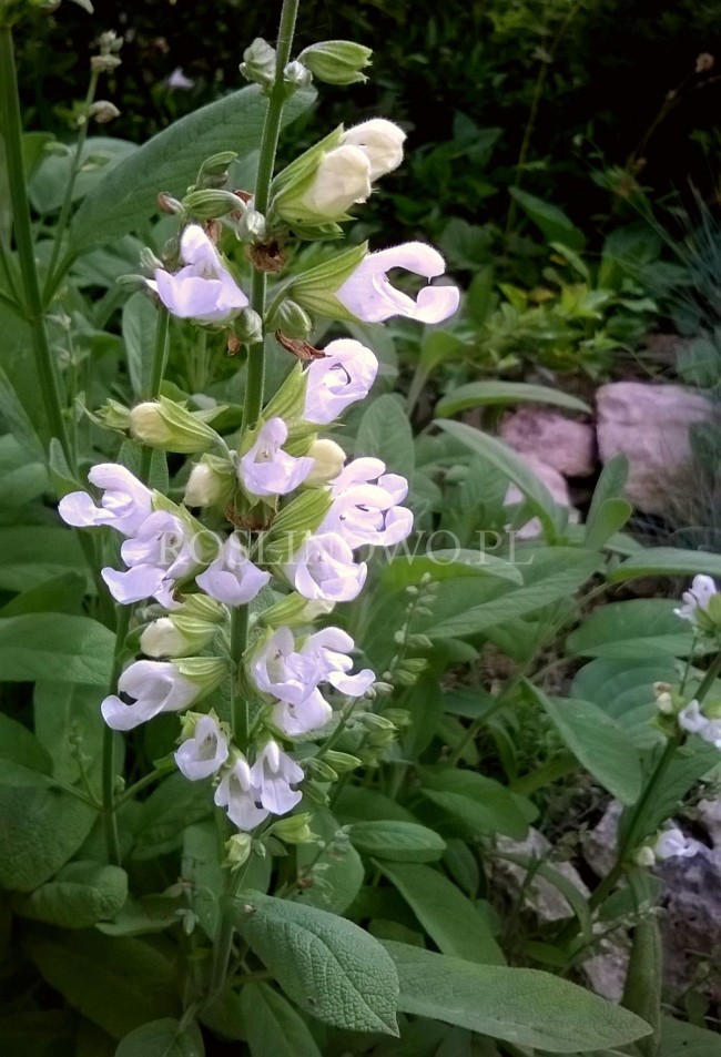 Szałwia lekarska ‘Alba’ (Salvia officinalis)