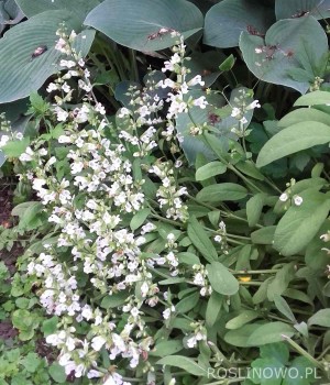 Szałwia lekarska ‘Alba’ (Salvia officinalis)