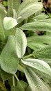 Szałwia lekarska ‘Alba’ (Salvia officinalis)