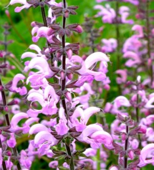 Szałwia łąkowa ‘Rose Rhapsody’ (Salvia pratensis)