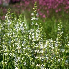 Szałwia łąkowa ‘Swan Lake’ (Salvia pratensis)