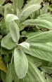 Szałwia lekarska (Salvia officinalis)