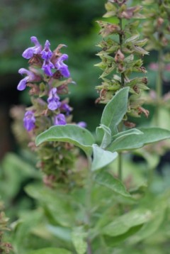 Szałwia lekarska (Salvia officinalis)