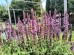 Szałwia omszona ‘Sensation Deep Rose’ (Salvia nemorosa) 