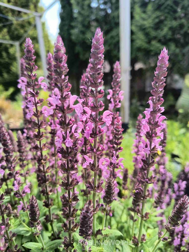 Szałwia omszona ‘Sensation Deep Rose’ (Salvia nemorosa) 