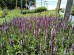 Szałwia omszona ‘Sensation Deep Rose’ (Salvia nemorosa) 