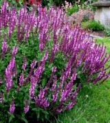 Szałwia omszona ‘Salute Pink’ (Salvia nemorosa) - Zestaw 10 sztuk