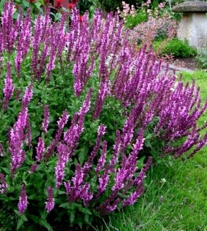 Szałwia omszona ‘Salute Pink’ (Salvia nemorosa) 