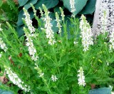 Szałwia omszona ‘Salute White’ (Salvia nemorosa)
