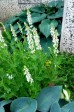 Szałwia omszona ‘Salute White’ (Salvia nemorosa)