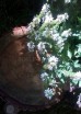 Szałwia omszona 'Snow Hill' (Salvia nemorosa) 
