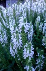 Szałwia omszona 'Snow Hill' (Salvia nemorosa) - Zestaw 10 sztuk