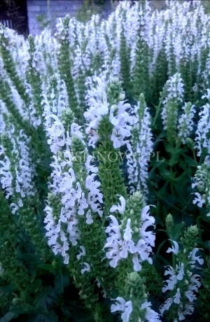 Szałwia omszona 'Snow Hill' (Salvia nemorosa) 