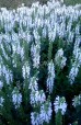 Szałwia omszona 'Snow Hill' (Salvia nemorosa) 