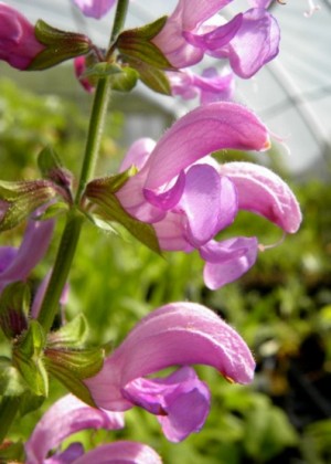 Szałwia łąkowa ‘Sweet Emerald’ (Salvia pratensis ‘Sweet Emerald’)