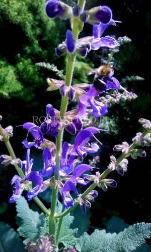 Szałwia łąkowa ‘Twilinght Serenade’ (Salvia pratensis ‘Twilinght Serenade’)