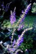 Szałwia łąkowa ‘Twilinght Serenade’ (Salvia pratensis ‘Twilinght Serenade’)