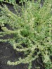 Szanta zwyczajna (Marrubium vulgare)