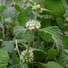 Szanta zwyczajna (Marrubium vulgare)