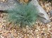 Szczotlicha siwa 'Spiky Blue' (Corynephorus canescens)