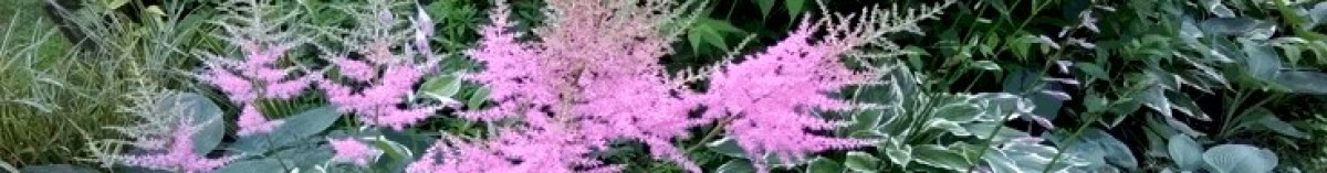 Tawułki (Astilbe)