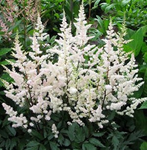 Tawułka arendsa ‘Bumalda‘ (Astilbe arendsii)