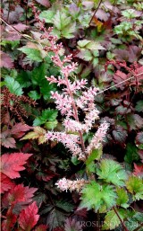 Tawułka 'Color Flash' (Astilbe)