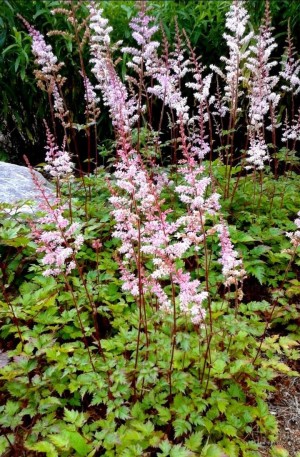 Tawułka arendsa 'Color Flash Lime' (Astilbe arendsii)