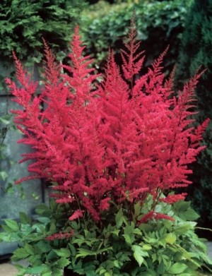 Tawułka arendsa ‘Else Schluck’ (Astilbe arendsii)