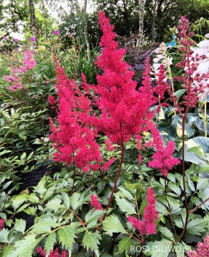 Tawułka Arendsa ‘Fanal’ (Astilbe x arendsii) 