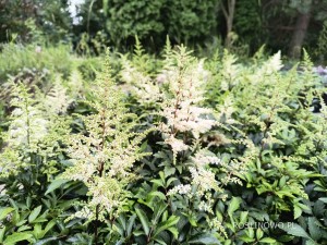 Tawułka Arendsa ‘Astary White’ (Astilbe x arendsii )