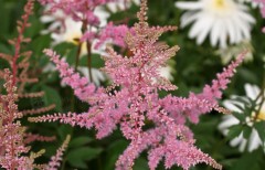 Tawułka Arendsa ‘Cattleya’ (Astilbe x arendsii)