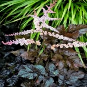 Tawułka Arendsa 'Chocolate Shogun’ (Astilbe x arendsii) 