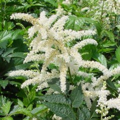 Tawułka japońska ‘Deutschland’ (Astilbe japonica)