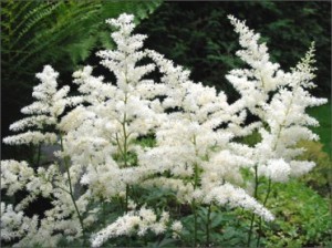 Tawułka Arendsa ‘Diamant’ (Astilbe x arendsii )