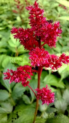 Tawułka Arendsa ‘Etna’ (Astilbe x arendsii) 