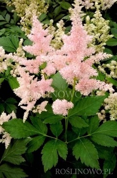 Tawułka japońska 'Europa' (Astilbe japonica)