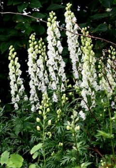 Tojad mocny 'Album' (Aconitum nepellum)