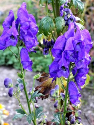 Tojad Carmichaela 'Arendsii' (Aconitum carmichaelii)