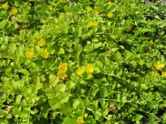 Tojeść rozesłana ‘Aurea’ (Lysimachia nummularia ‘Aurea’)