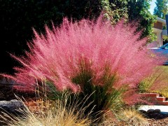 Trawa włosowata różowa, Przyostnia włosowata (Muhlenbergia Capillaris)