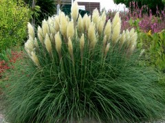 Trawa pampasowa 'Pumila (Cortaderia selloana 'Pumila')