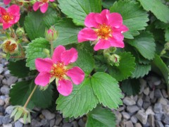 Truskawka ozdobna ‘Pink Panda’ (Fragaria hybrida ‘Pink Panda’)