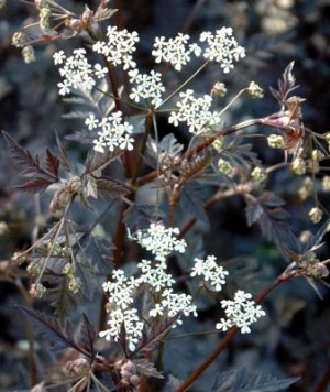 Trybula leśna 'Ravenswing' (Anthriscus sylvestris Ravenswing)