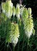 Trytoma 'Ice Queen' (Kniphofia 'Ice Queen')