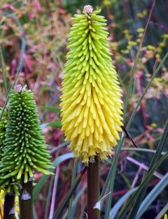 Trytoma 'Bees Lemon' (Kniphofia 'Bees Lemon')