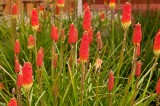 Trytoma groniasta (Kniphofia uvaria)