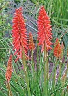 Trytoma groniasta ‘Nancy’s Red’ (Kniphofia hybrida)